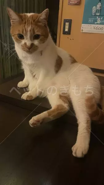 迷子猫の画像