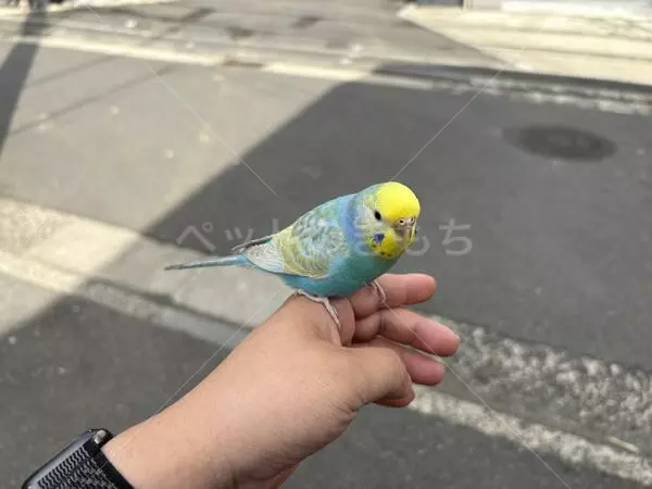 保護鳥の画像