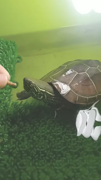 迷子ペットの画像