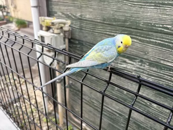 コメントの画像