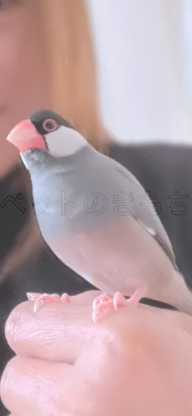 迷子鳥の画像