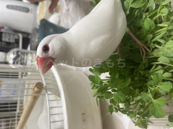 迷子鳥の画像