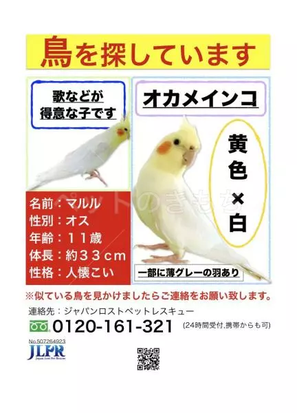 迷子鳥の画像