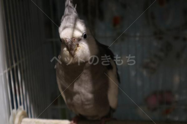 迷子鳥の画像