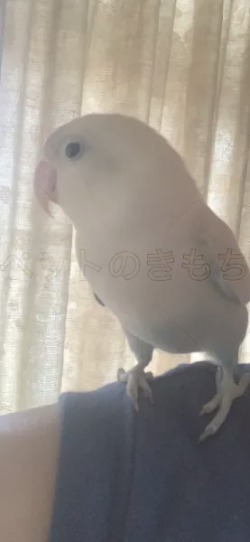 迷子鳥の画像