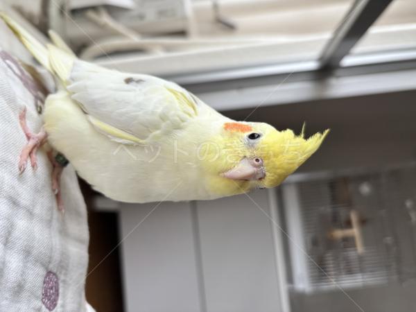 迷子鳥の画像