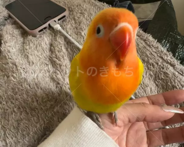 迷子鳥の画像