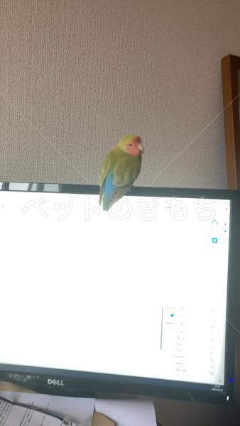 迷子鳥の画像