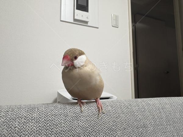 迷子鳥の画像
