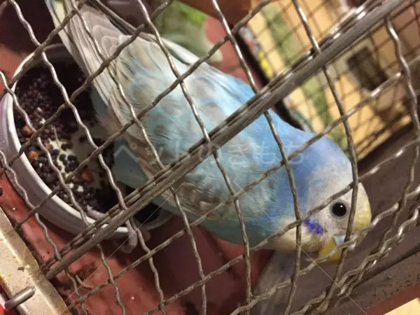 コメント投稿の画像