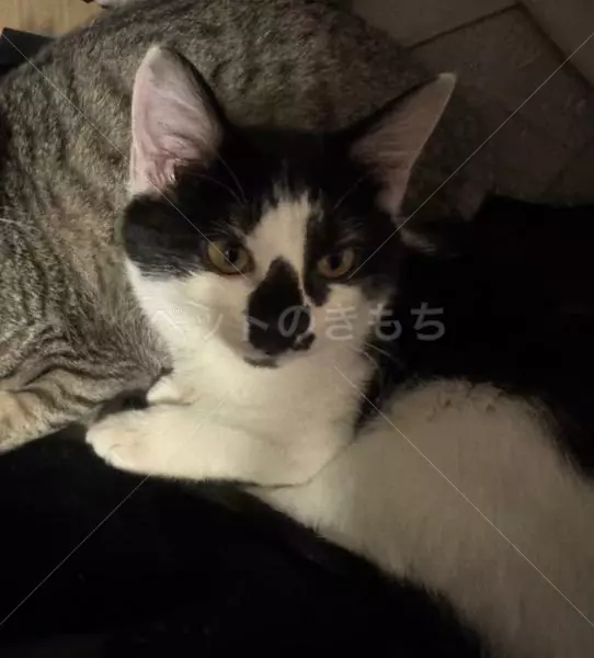迷子猫の画像