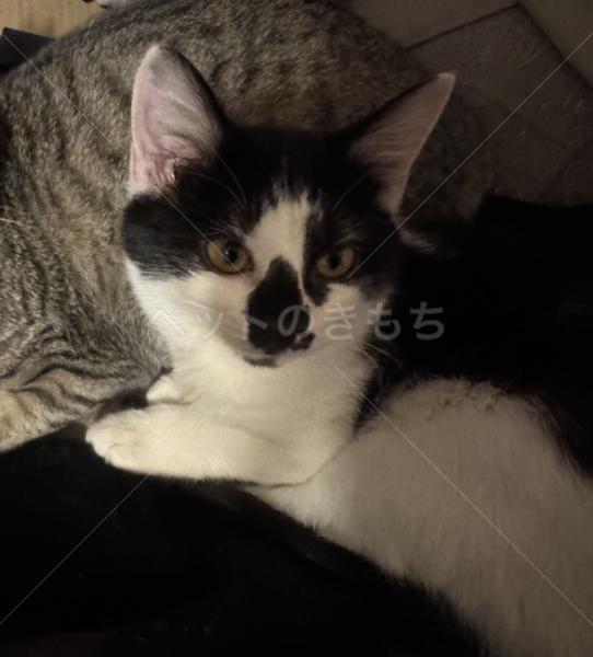 迷子猫の画像