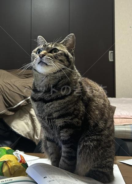 迷子猫の画像