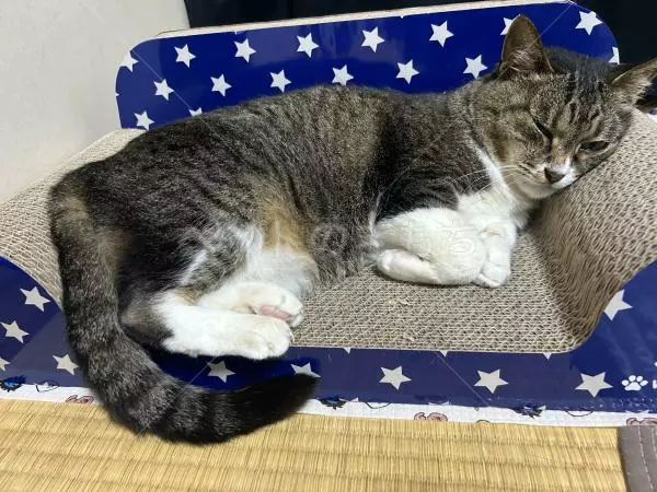 迷子猫の画像