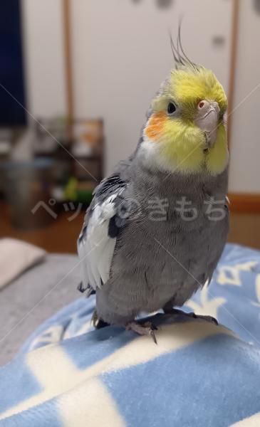迷子鳥の画像