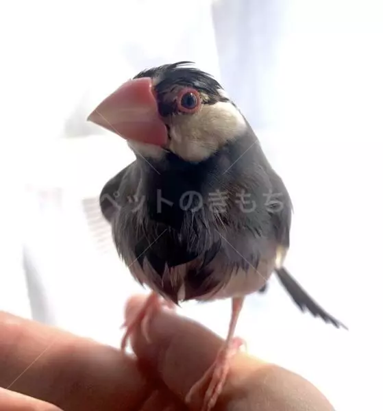 迷子鳥の画像