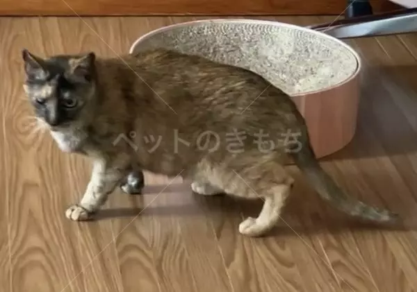 迷子猫の画像