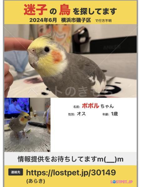 迷子鳥の画像