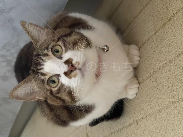 迷子猫の画像