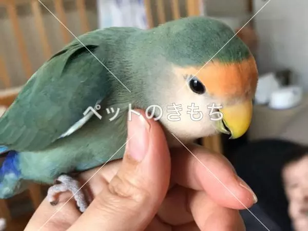 迷子鳥の画像