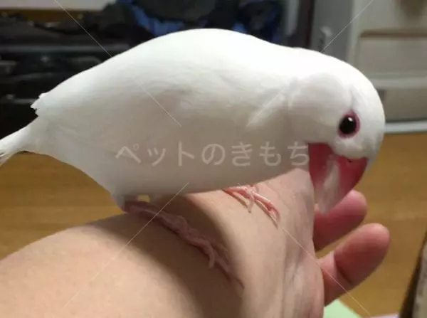 迷子鳥の画像