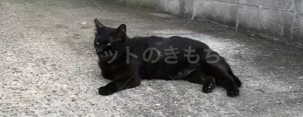 コメントの画像