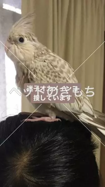迷子鳥の画像