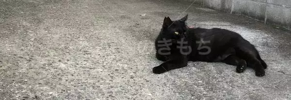 コメントの画像