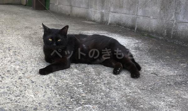 コメントの画像