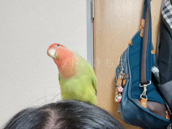 コメントの画像