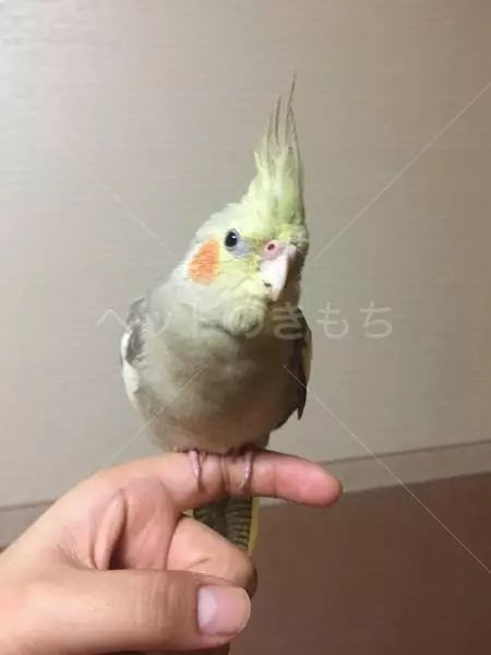 迷子鳥の画像