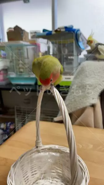 コメントの画像