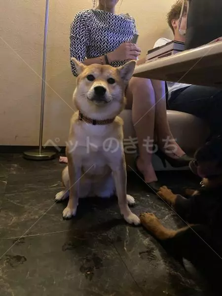 迷子犬の画像