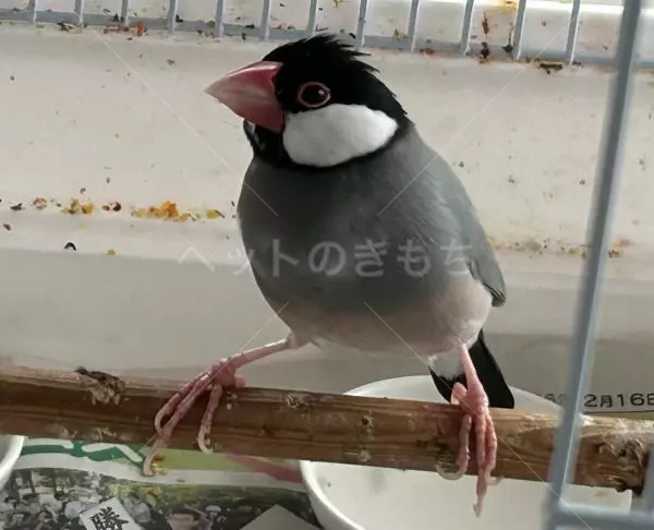 迷子鳥の画像