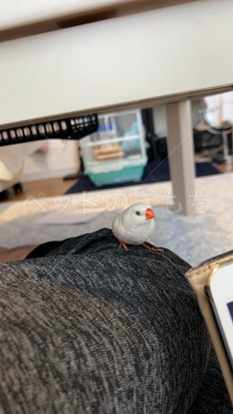 迷子鳥の画像