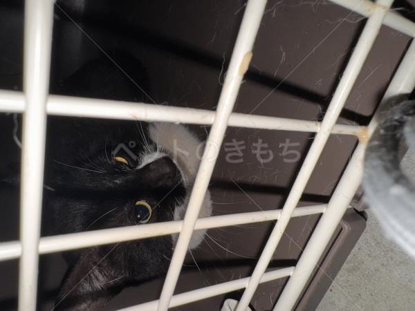 保護猫の画像