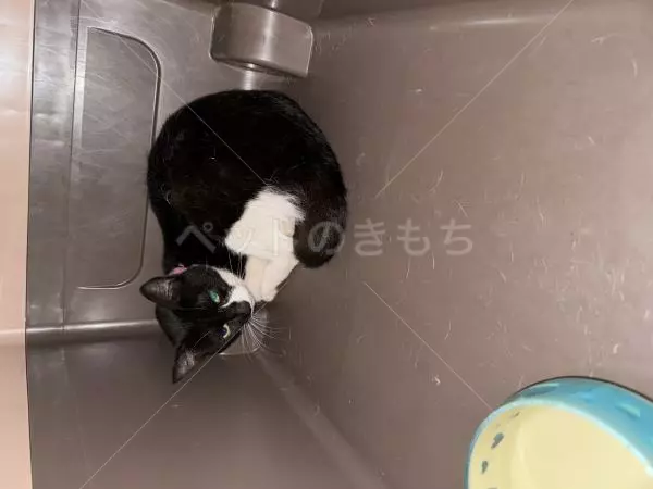 保護猫の画像