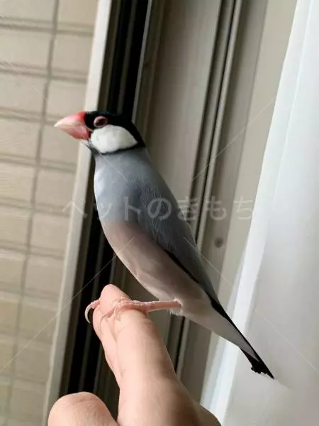 迷子鳥の画像