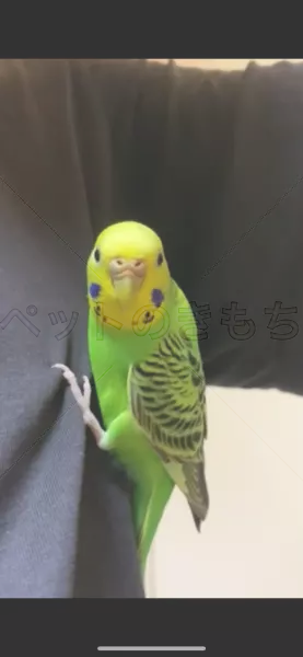 迷子鳥の画像