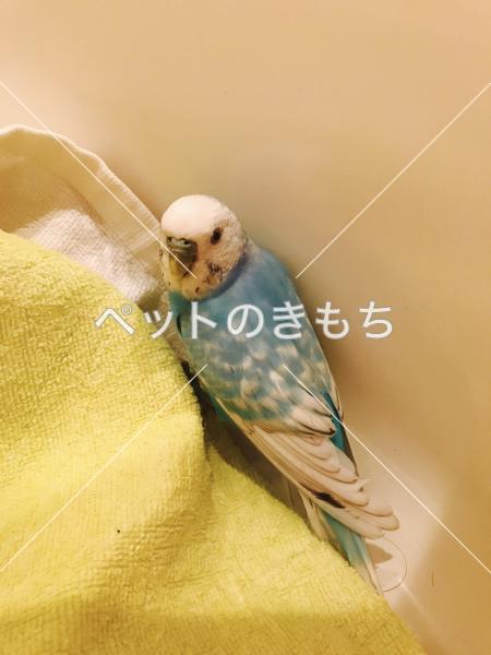 保護鳥の画像