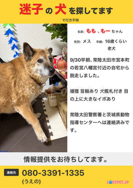 迷子犬の画像