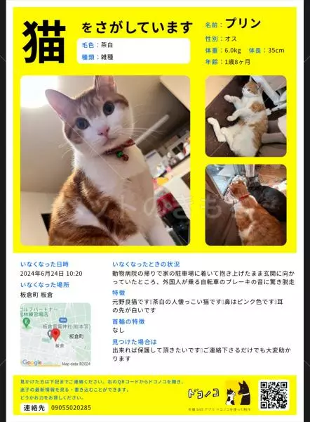 迷子猫の画像