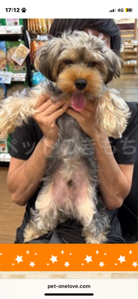 迷子犬の画像