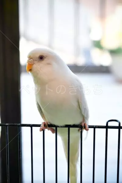 迷子鳥の画像