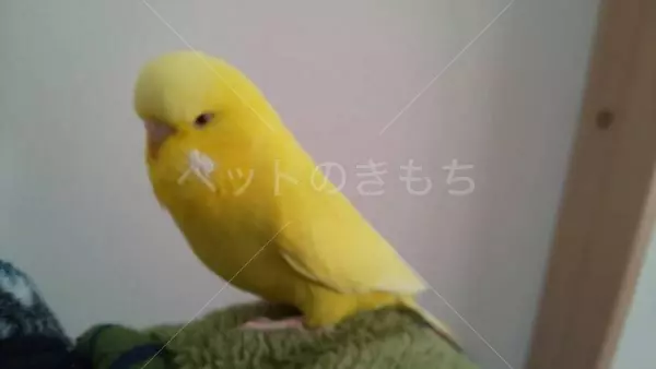 迷子鳥の画像