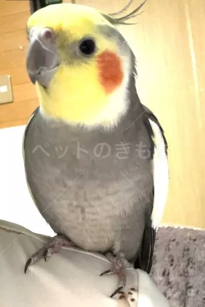 迷子鳥の画像