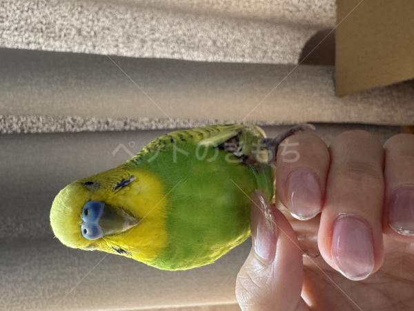 保護鳥の画像