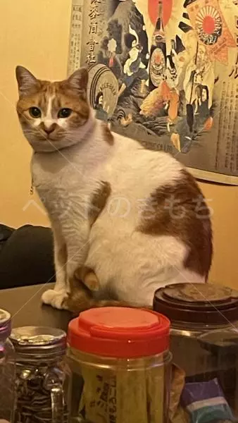 迷子猫の画像
