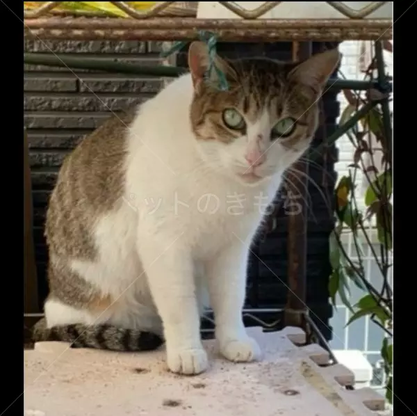 コメントの画像