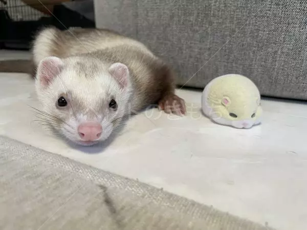 迷子ペットの画像